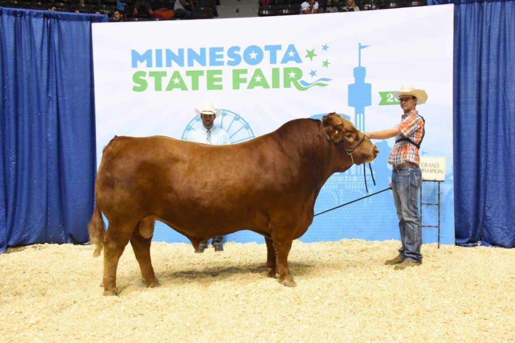 A man in a cowboy hat holds a large brown cow on a lead at the Minnesota State Fair, with a backdrop and a sign reading “Grand Champion.” Another man stands behind the cow.