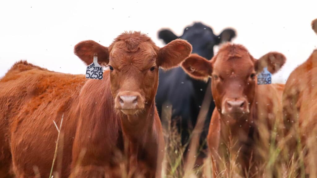Two brown cows with ear tags stand in tall grass, facing the camera. Small flies are visible around them, and a black cow is blurred in the background.