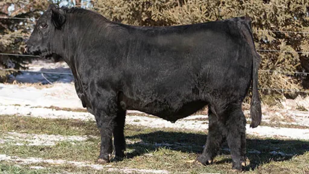 A large black cow stands on grass near a wire fence, with patches of snow and brown trees in the background.