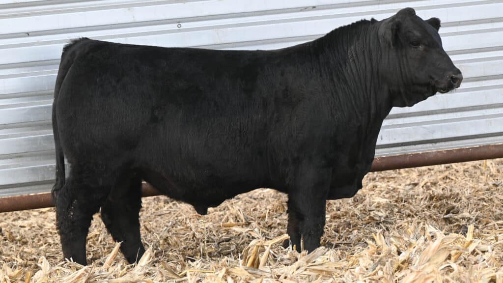 A black cow stands on dried corn stalks in front of a silver metal wall, looking to the right.