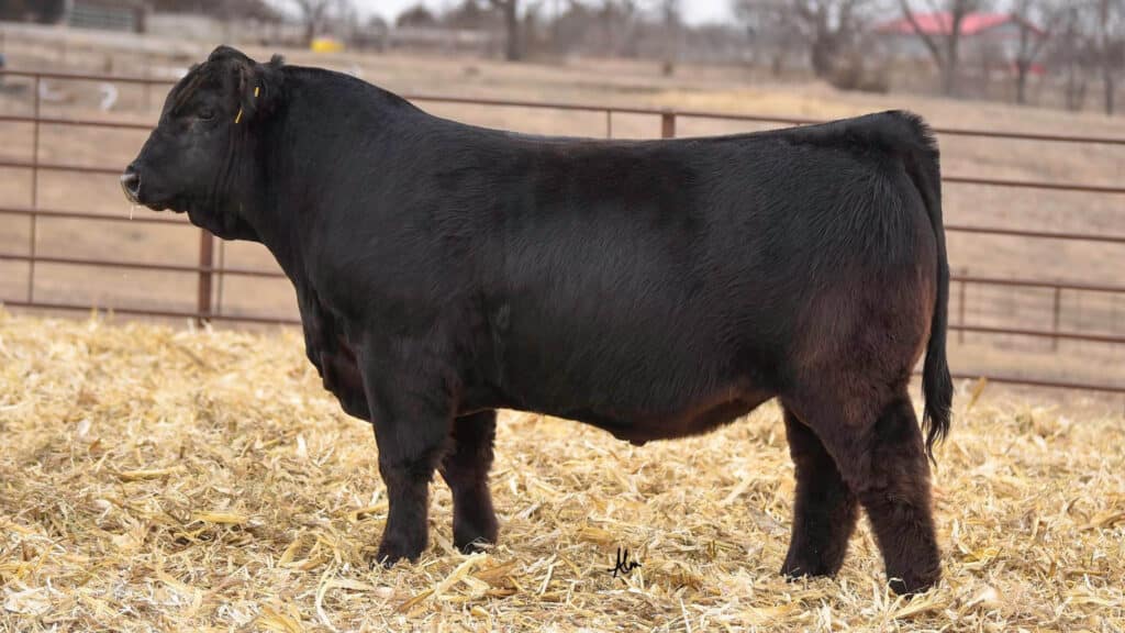 A black Angus cow stands on straw in a fenced outdoor pen, with a rural landscape and bare trees in the background.