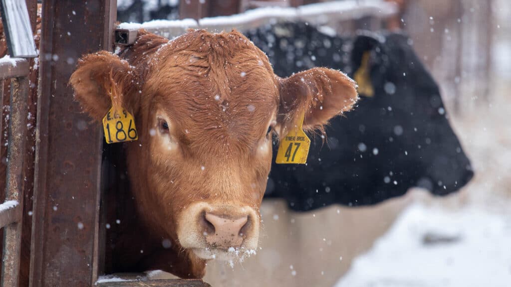 A brown cow with yellow ear tags sticks its head out of a pen as snow falls, with another black cow partially visible behind it.
