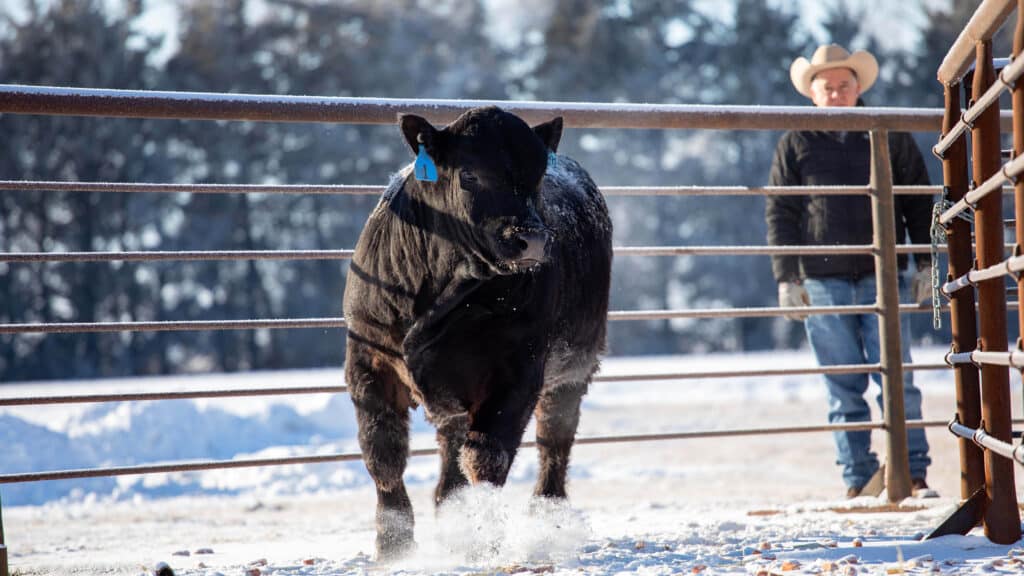 A black cow with a blue ear tag stands in a snowy corral, facing the camera. A person in a cowboy hat and winter clothes stands behind the fence, watching the cow. Trees are visible in the background.