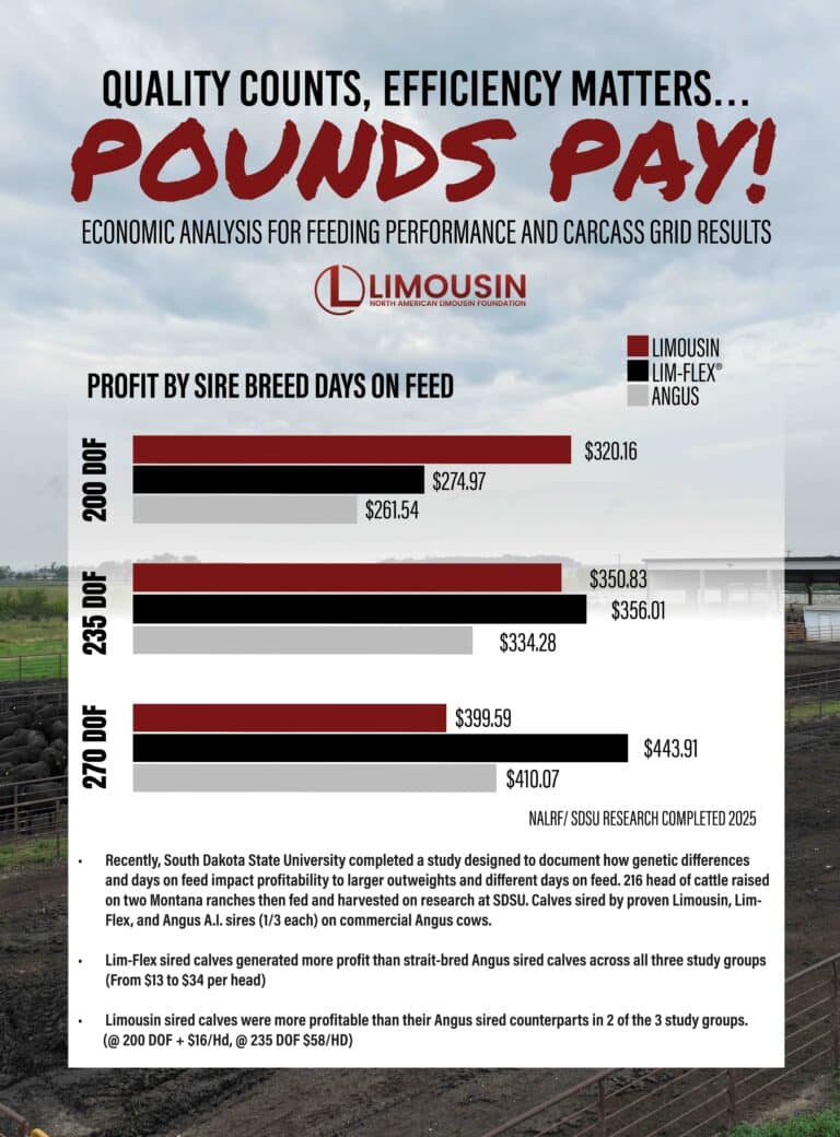 Infographic titled Pounds Pay! shows profit by sire breed for Limousin, Lim-Flex, and Angus cattle on feed, with Limousin performing best at all feed-out levels. Background includes cattle in a feedlot.