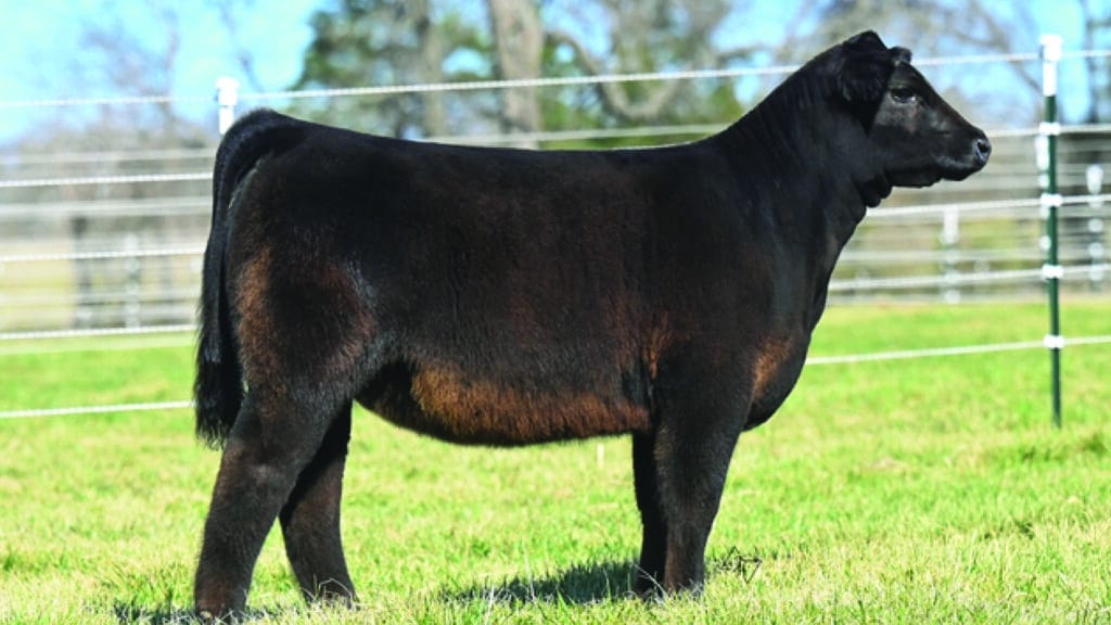 A black cow with a short, smooth coat stands on green grass in a fenced outdoor area, with trees and a clear sky in the background.