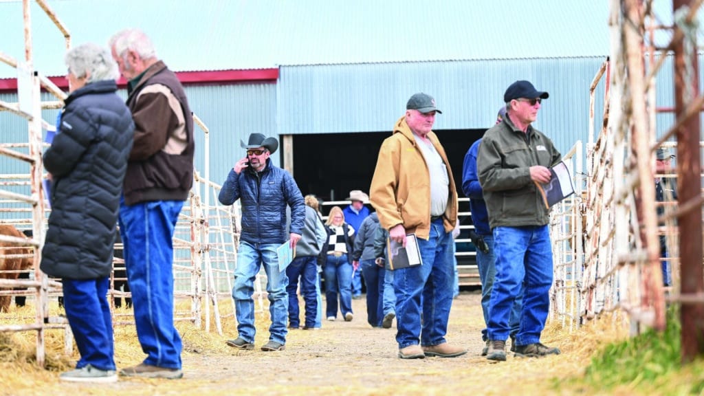 A group of people in jackets and hats walk through livestock pens at an outdoor farm or auction, holding notepads and talking, with a metal barn in the background.