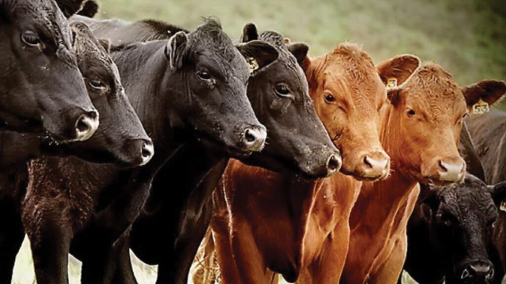A group of black and brown cows standing closely together outdoors, facing forward.