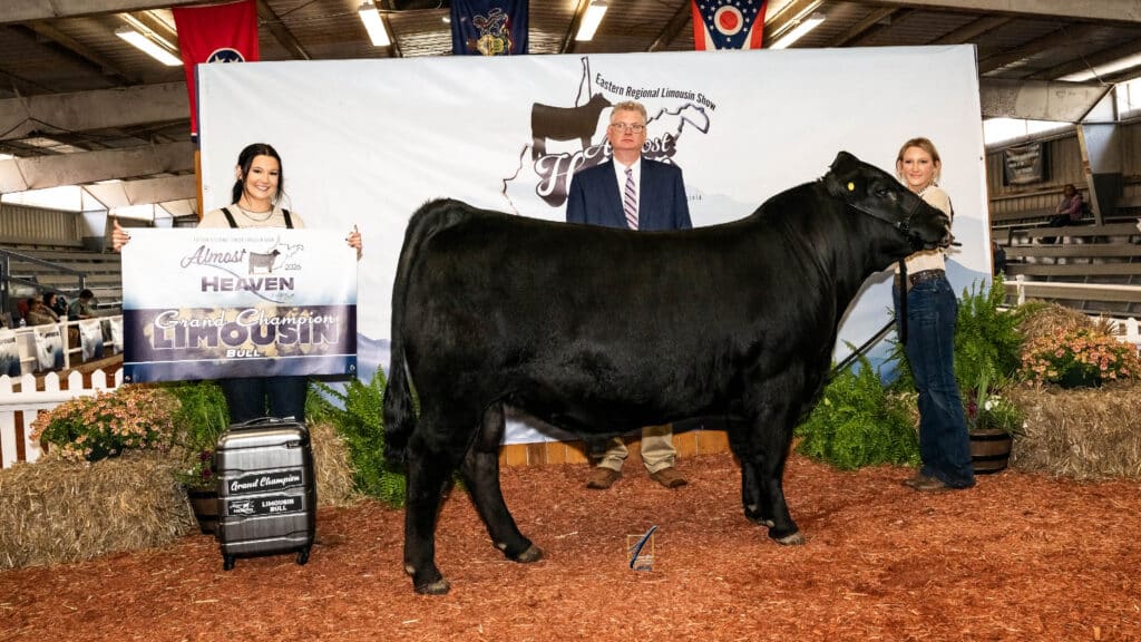 Three people stand with a black bull at a livestock show. One woman holds a sign reading Grand Champion Limousin Bull. The group stands on wood chips in front of a farm-themed banner and some plants.