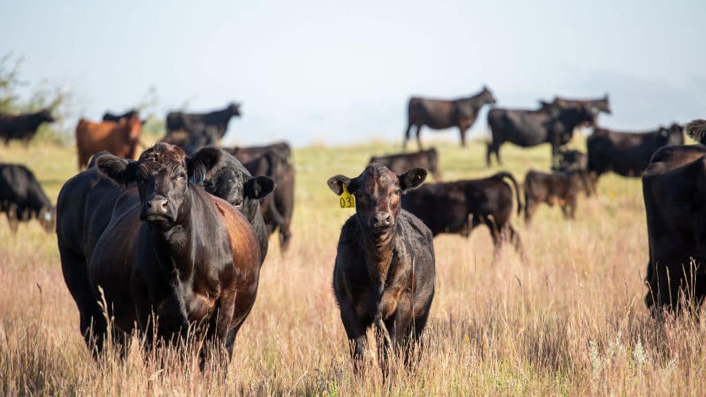 A herd of black cows stands and grazes in a grassy field under a clear sky, with one cow in front wearing a yellow ear tag labeled 03.